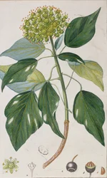Climbing Ivy, botanical plate, c.1820